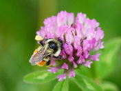 Clover flower and a friend.