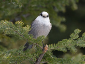 Northern Beauty: The Canada Jay