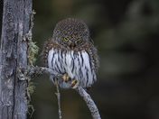 Northern pygmy owl - The forest's most adorable nightmare 