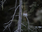 Northern pygmy owl - The forest's most adorable nightmare 