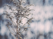 Criminally Cold Cotton