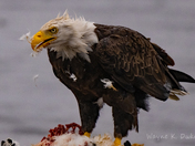 Wet Weather and Feathers
