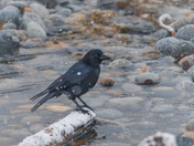 Crow in the Snow