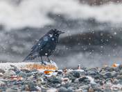 Beachcombing Crow
