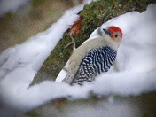 Red-bellied Woodpecker