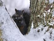 Snowy Squirrel