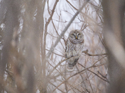 Barred Owl