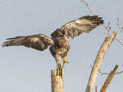 Redtail Hawk landing