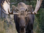 King of the Canadian Wilderness