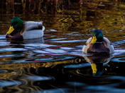 Evening In The Marsh