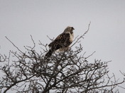 Rough-Legged Hawk