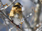 female purple finch