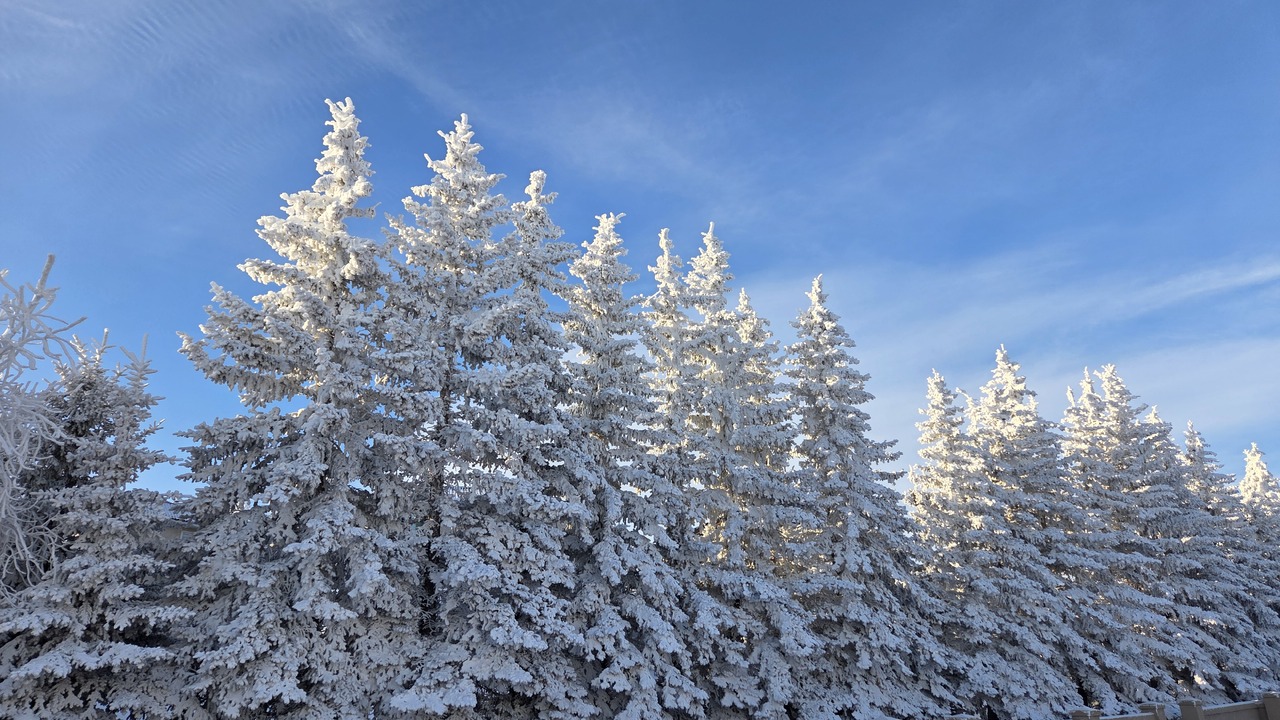 Frost Covered Trees