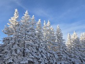 Frost Covered Trees