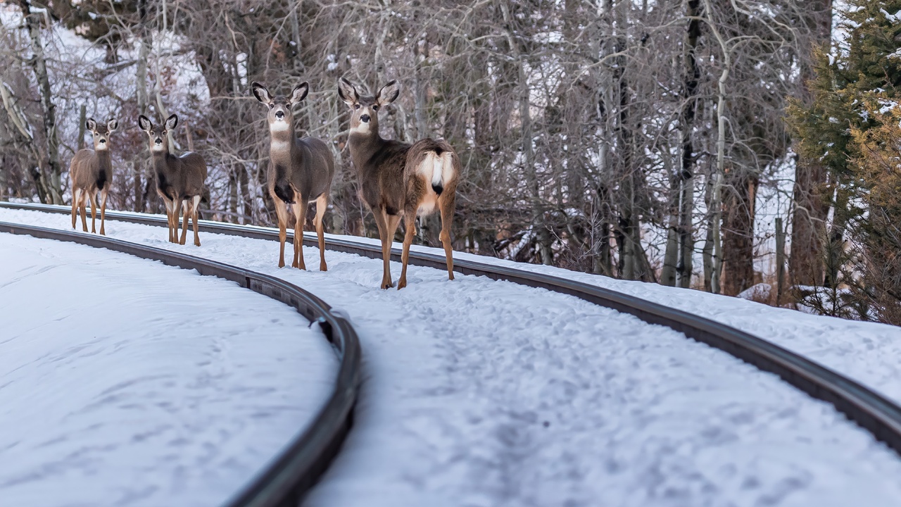 Tracks in the Tracks