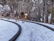 Tracks in the Tracks