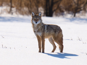 Eastern Coyote 