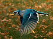 Blue Jay