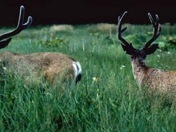 Mule Deer