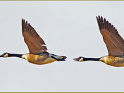 Canada Geese In Sync