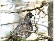 Treed Spruce Grouse