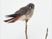 Kestrel