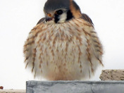 Kestrel