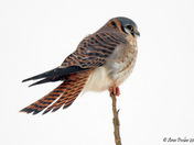 Kestrel