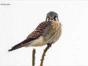 Kestrel