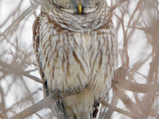 Barred Owl