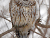 Barred Owl