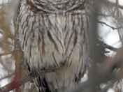 Barred Owl