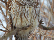 Barred Owl