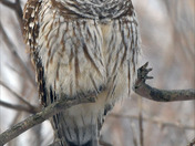 Barred Owl