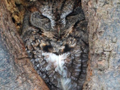 Eastern Screech Owl