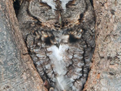 Eastern Screech Owl