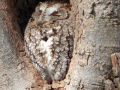 Eastern Screech Owl