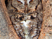 Eastern Screech Owl