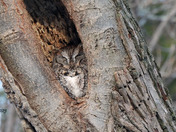 Eastern Screech Owl