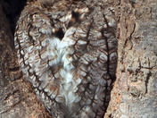 Eastern Screech Owl