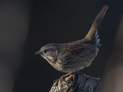 On your marks...get set...