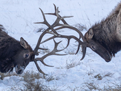 Just two guys arguing over who has the better crown