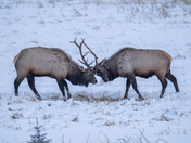 Just two guys arguing over who has the better crown