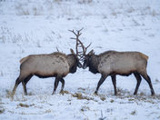 Just two guys arguing over who has the better crown