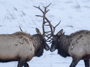 Just two guys arguing over who has the better crown