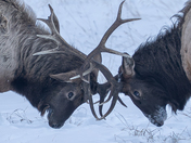 Just two guys arguing over who has the better crown