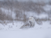 Snowy owl in falling snow  