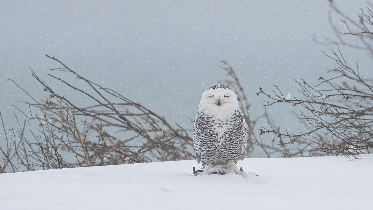 Snowy owl in falling snow  