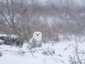 Snowy owl in falling snow  