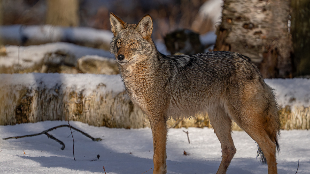 Coyote in its natural environment 